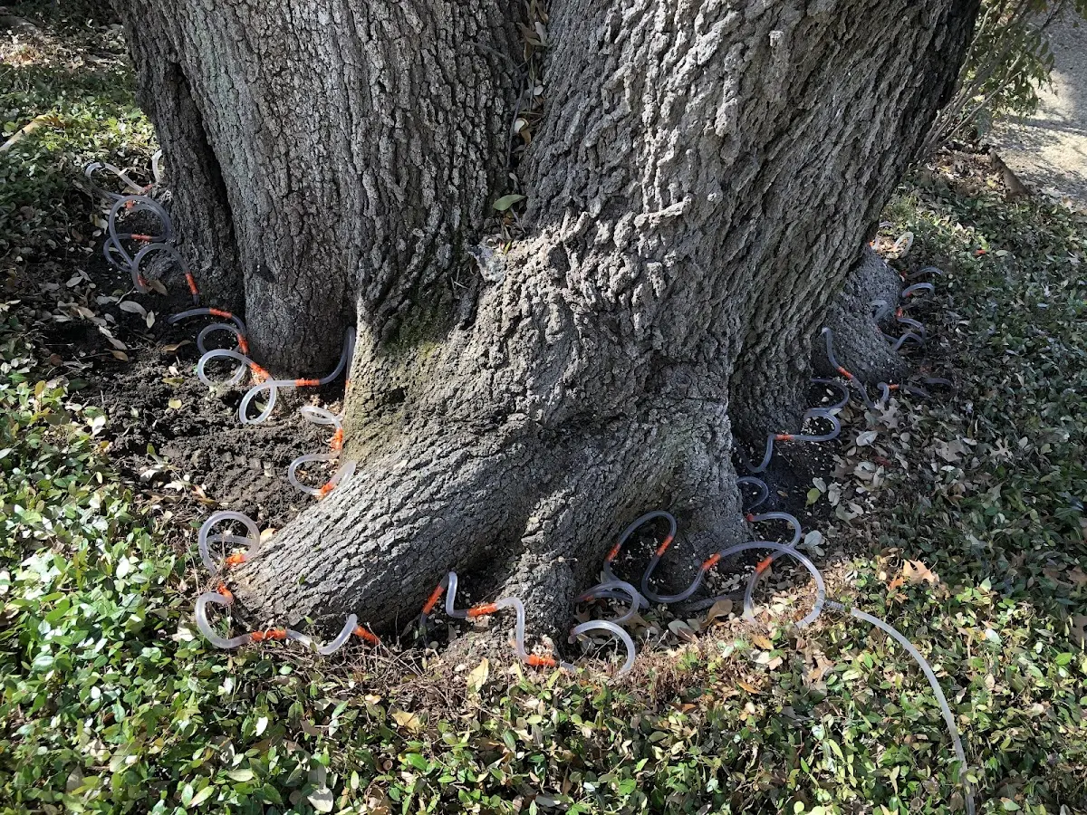 Detailed Tree Cabling and Bracing job site in Poy Sippi