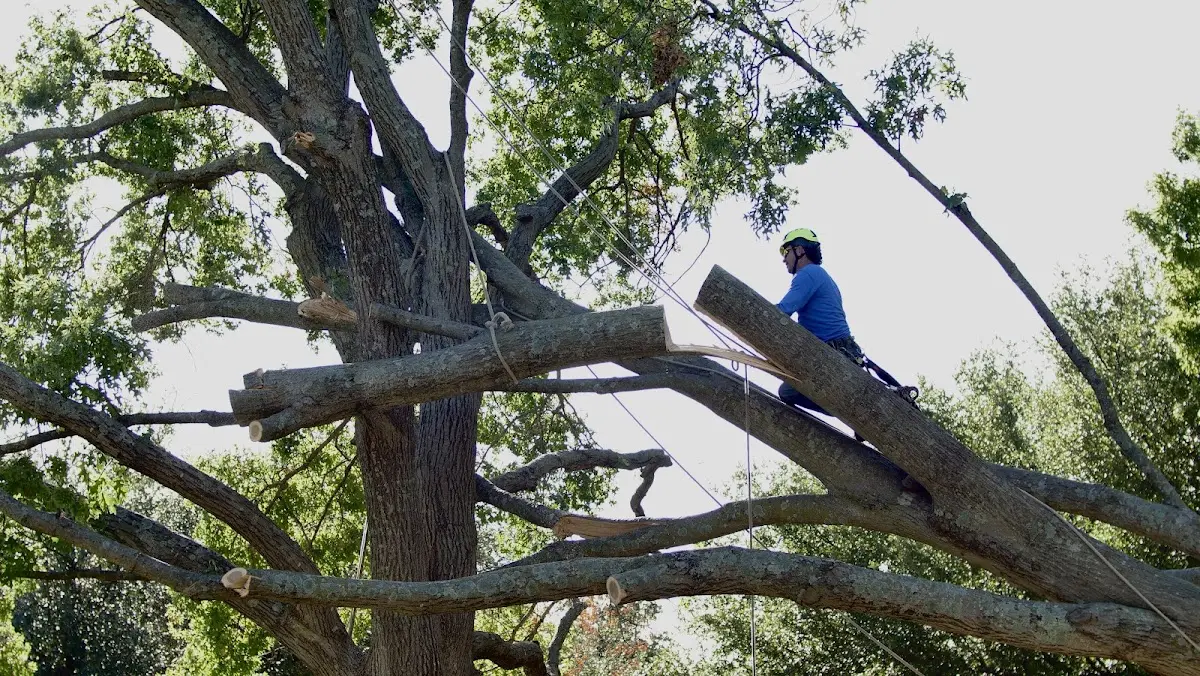 Professional Hazardous Tree Removal performed by certified arborists in Poy Sippi