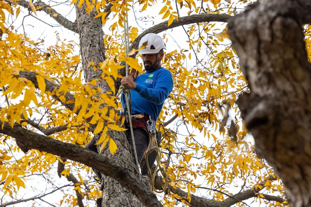 Skilled Tree Transplanting crew working in Poy Sippi