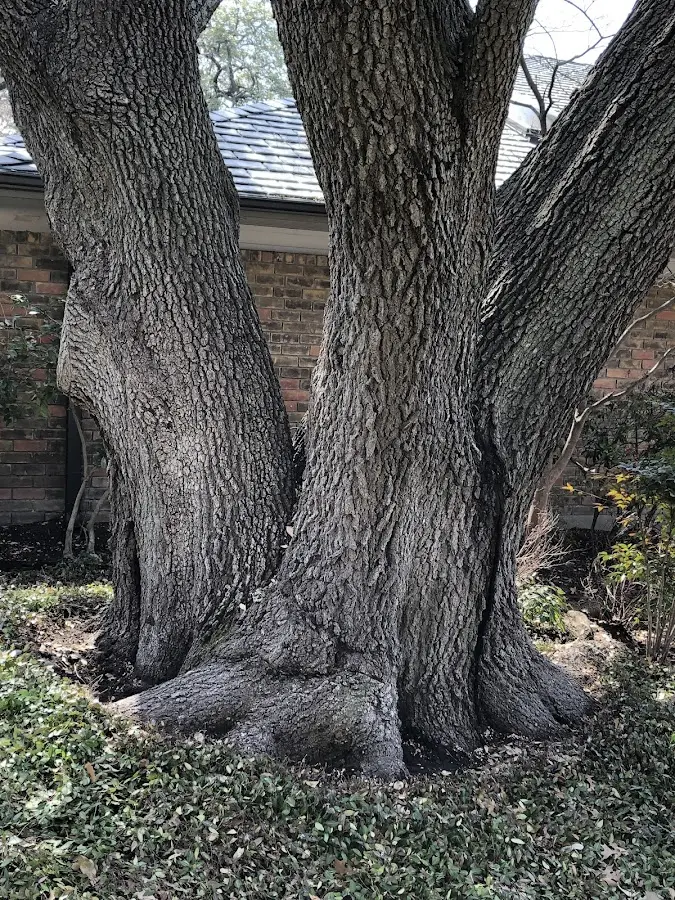 Mature heritage tree close to a Poy Sippi property cared for by certified arborists